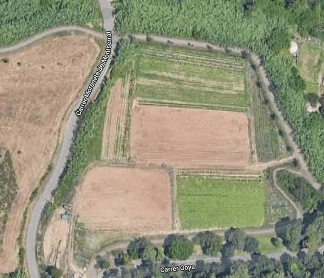 Camí amb els arbres plantats